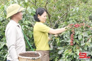 'Nâng cao hiệu quả hoạt động của các HTX