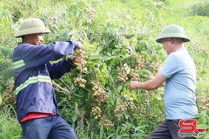 'Chiềng Khương nỗ lực phát triển kinh tế