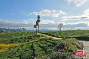 'Mơ giữa thảo nguyên