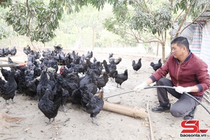 'Triển vọng mô hình nuôi gà đen thuần chủng