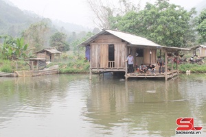 Cá dầm xanh ở Xuân Nha