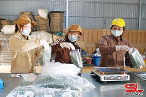 'Tân Xuân đa dạng sản phẩm măng tre