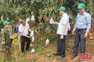 'Bao quả - tăng giá trị kinh tế