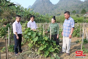 'Nông dân Quỳnh Nhai sản xuất kinh doanh giỏi