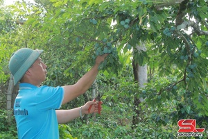 'Làm giàu từ trồng cà phê kết hợp cây ăn quả