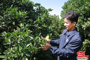 'Nông dân Mộc Châu chăm sóc cây ăn quả