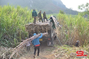 'Chiềng Sại mở rộng diện tích trồng mía