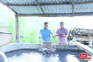 'Trang trại nuôi cá tầm trên núi cao
