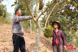 Mường Giôn lựa chọn, phát triển các mô hình kinh tế phù hợp