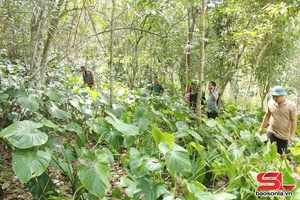 'Đổi thay Mường Chiên