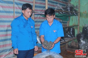'Thanh niên Tà Xùa phát triển thương hiệu chè