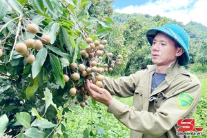 Làm giàu từ mô hình trồng nhãn