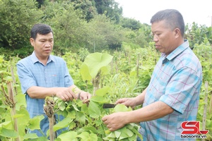 'Xây dựng các mô hình kinh tế điển hình