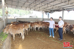 'Nâng cao thu nhập từ phát triển chăn nuôi