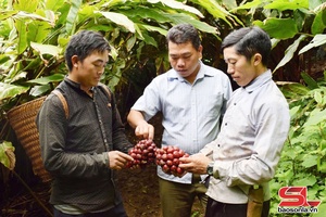 'Chiềng Hoa nỗ lực thoát nghèo