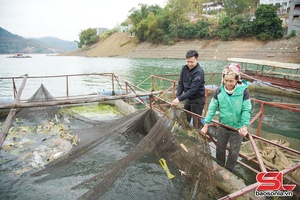 Tường Hạ đẩy mạnh chuyển đổi cơ cấu cây trồng, vật nuôi