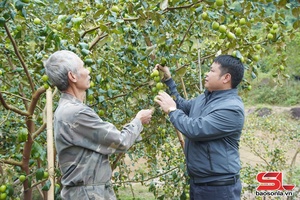 Hiệu quả mô hình “Nông dân dạy nông dân”