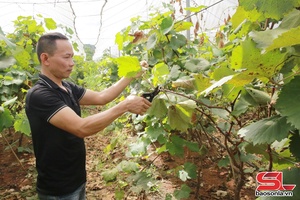 'Đòn bẩy giúp nông dân phát triển kinh tế
