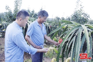 'Chiềng Cơi nhiều mô hình kinh tế hiệu quả