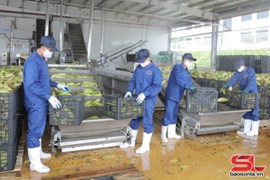 'Phát triển vùng sản xuất rau an toàn gắn với chế biến và tiêu thụ