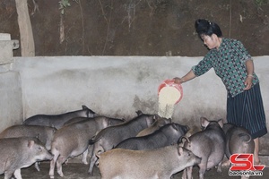 'Hội viên phụ nữ làm kinh tế giỏi