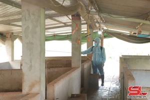 'Tăng cường giải pháp cấp bách phòng, chống dịch tả lợn châu Phi
