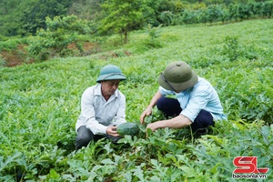 'Nông dân Sơn La học và làm theo Bác