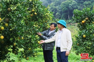'Phiêng Khoài vào vụ cam Navel