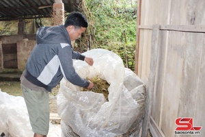 'Mường Lạn phòng, chống đói, rét cho gia súc