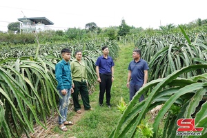 'Thúc đẩy hoạt động hợp tác xã và liên kết sản xuất