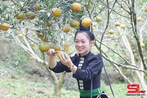 'Sốp Cộp vào vụ thu hoạch cam