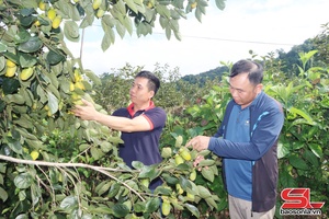 'Phiêng Cằm đổi thay từ Chương trình 1719