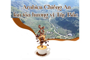 Arabica Chiềng An lan tỏa hương vị Tây Bắc