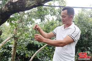 'Hỗ trợ đồng bào dân tộc thiểu số phát triển sản xuất theo chuỗi giá trị