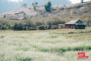 'Mộc Châu mùa hoa cải