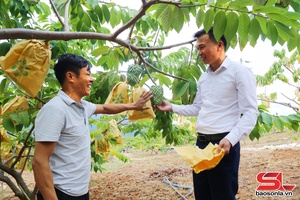 'Lóng Phiêng đa dạng các loại cây trồng