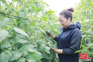 'Làm giàu từ trồng cà chua trong nhà lưới
