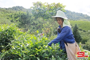 Nông dân Chiềng Sơn thi đua phát triển kinh tế