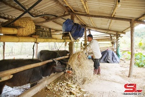 Chủ động bảo vệ đàn gia súc trong mùa đông