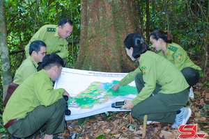 'Tiềm năng mới trong việc phát triển kinh tế rừng