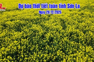 'Dự báo thời tiết toàn tỉnh Sơn La ngày 28/12/2025