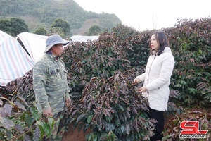 'Lực lượng khuyến nông gần dân, sát ruộng