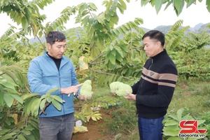 'Liên kết sản xuất, tiêu thụ sản phẩm