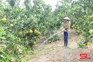 'Phát triển cây ăn quả theo hướng bền vững