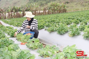 'Đột phá trong xây dựng nông thôn mới kiểu mẫu