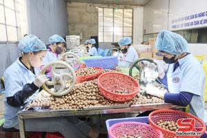 'Sản phẩm OCOP “nhập cuộc" thị trường Tết