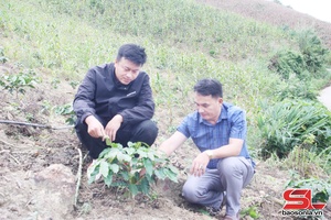 Thu nhập ổn định từ mô hình kinh tế tổng hợp