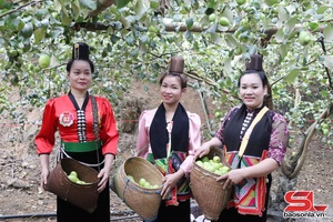 Mường Bú hình thành vùng sản xuất cây ăn quả tập trung
