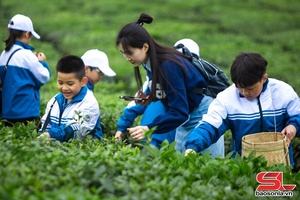 “Siêu vườn trường” giúp học sinh trải nghiệm quy trình sản xuất chè