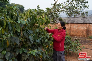 Tập trung chăm sóc cây cà phê thời kỳ ra hoa